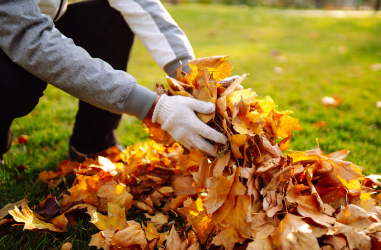 Harvesting autumn leaves. Man cleans the autumn park from yellow leaves. Volunteering, cleaning.