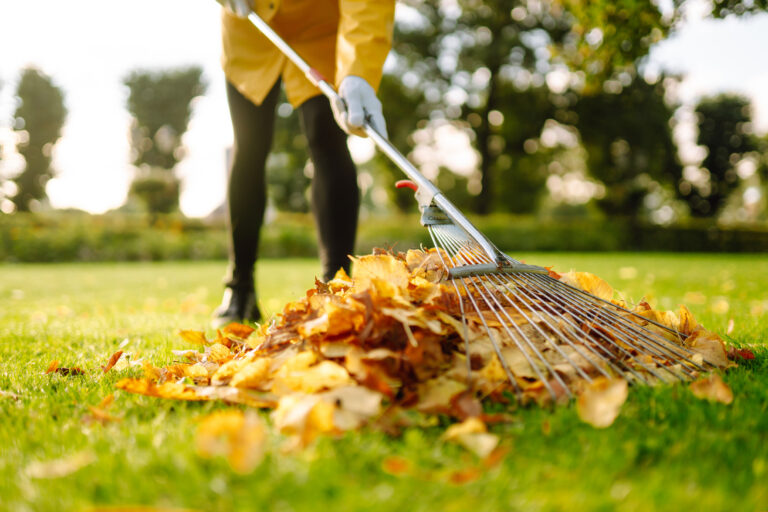 Removal of leaves in autumn garden. Rake, pile of fallen leaves on lawn in autumn park. Volunteering