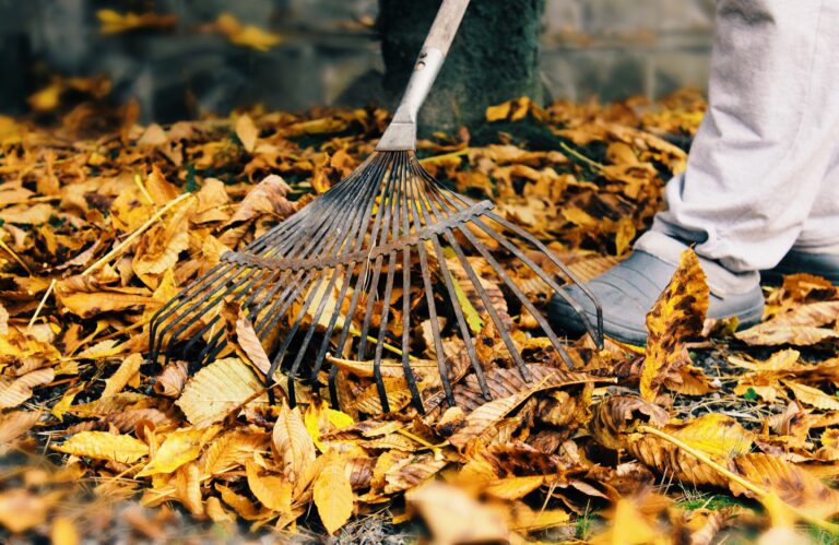 The man cleans dry leaves in a garden